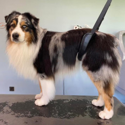 Toilettage chien - Tout...