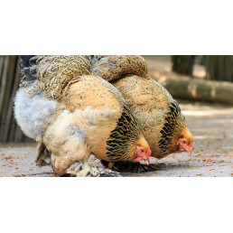 Mélange poule entier