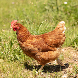 Mélange poule concassé