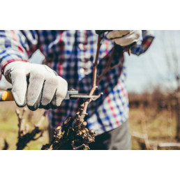 Initiation à la taille des...