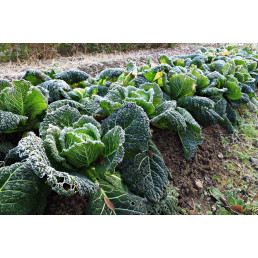 Comment préparer son...