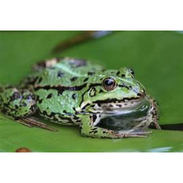 Sortie biodiversité