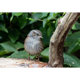 La haie champêtre et ses...